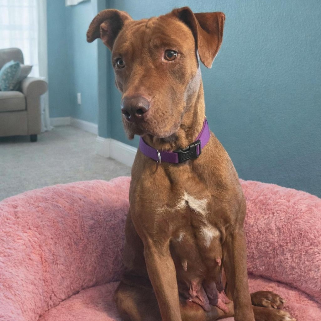 Buttercup, ADOPTABLE, Adult Female American Staffordshire Terrier & Pit Bull Terrier.