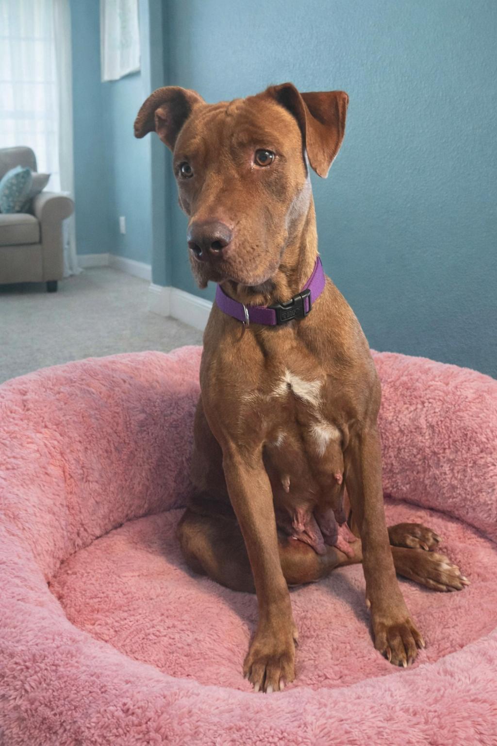 Enlarge Buttercup, a ADOPTABLE mixed breed in Boston, MA image 2/3