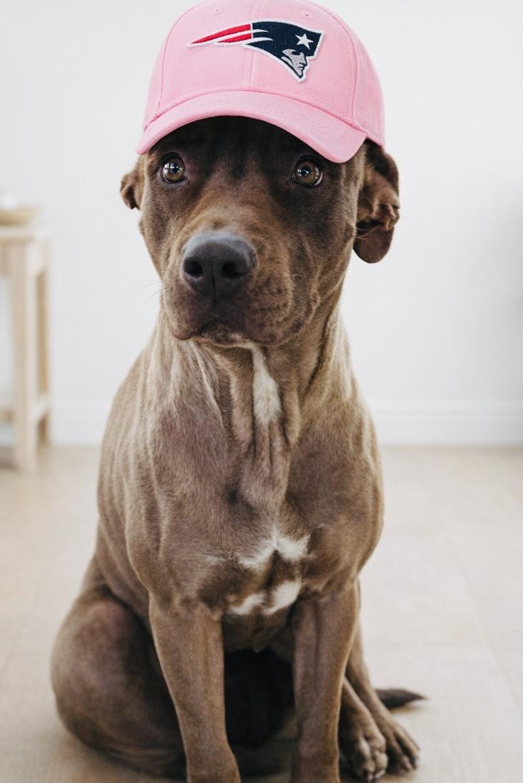 Enlarge Buttercup, a ADOPTABLE mixed breed in Boston, MA image 1/5