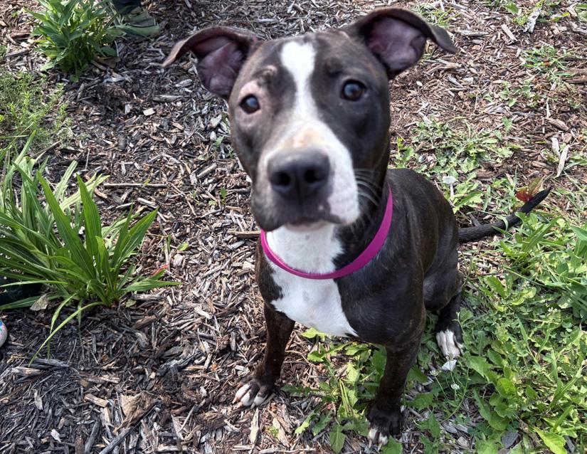 Roxie, Adoptable, Adult Female Pit Bull Terrier.