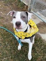 Enlarge Cardi P, a ADOPTABLE mixed breed in Whitby, ON image 3/3