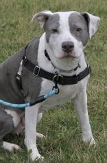 Cardi P, ADOPTABLE, Adult Female American Bulldog.