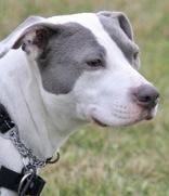 Enlarge Cardi P, a ADOPTABLE mixed breed in Whitby, ON image 2/3