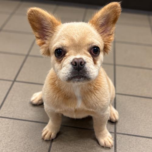 Sky, Adopted, Puppy Female French Bulldog.