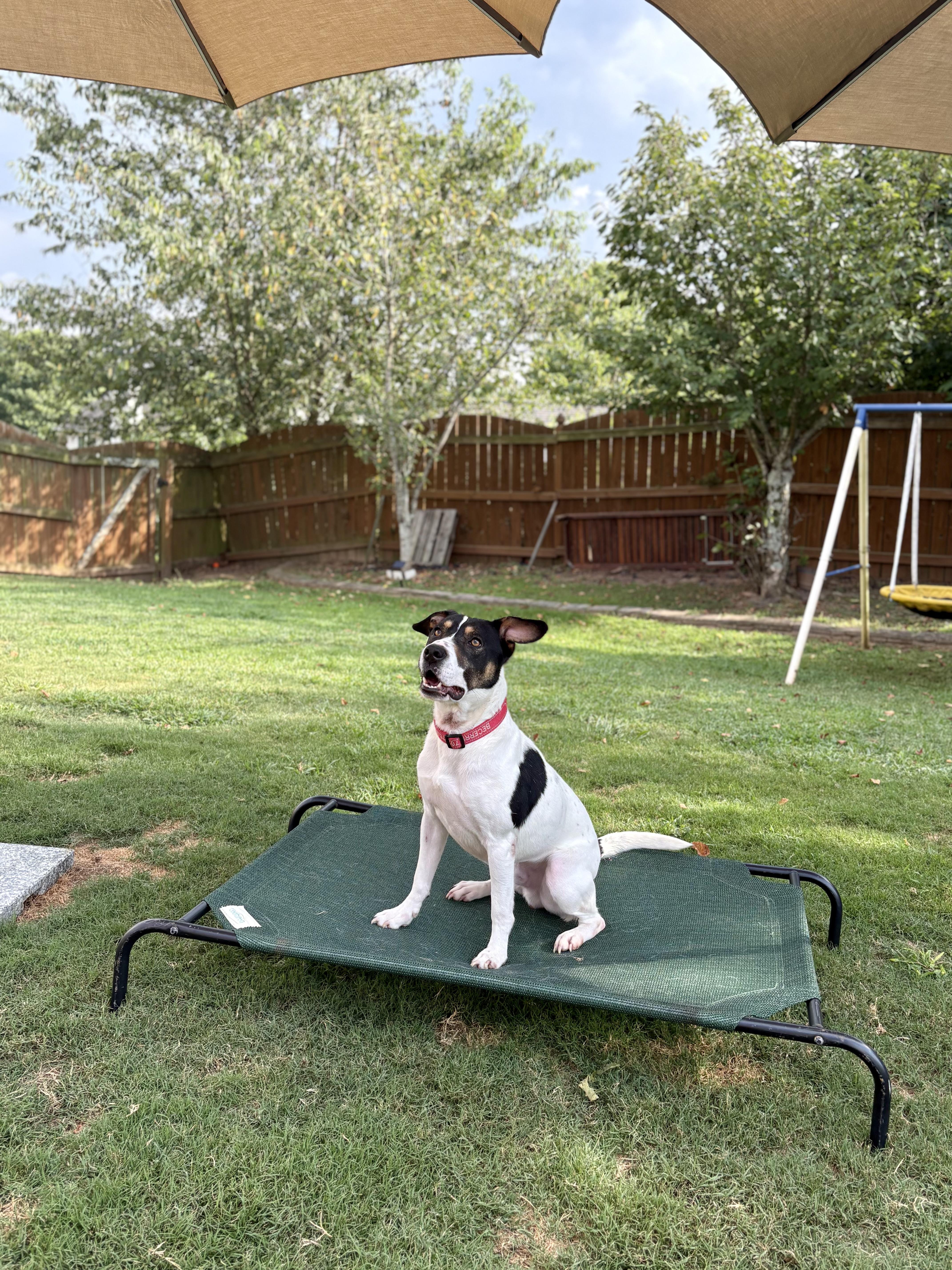 Dewey, a Adoptable mixed breed in Auburn, GA image 1/6