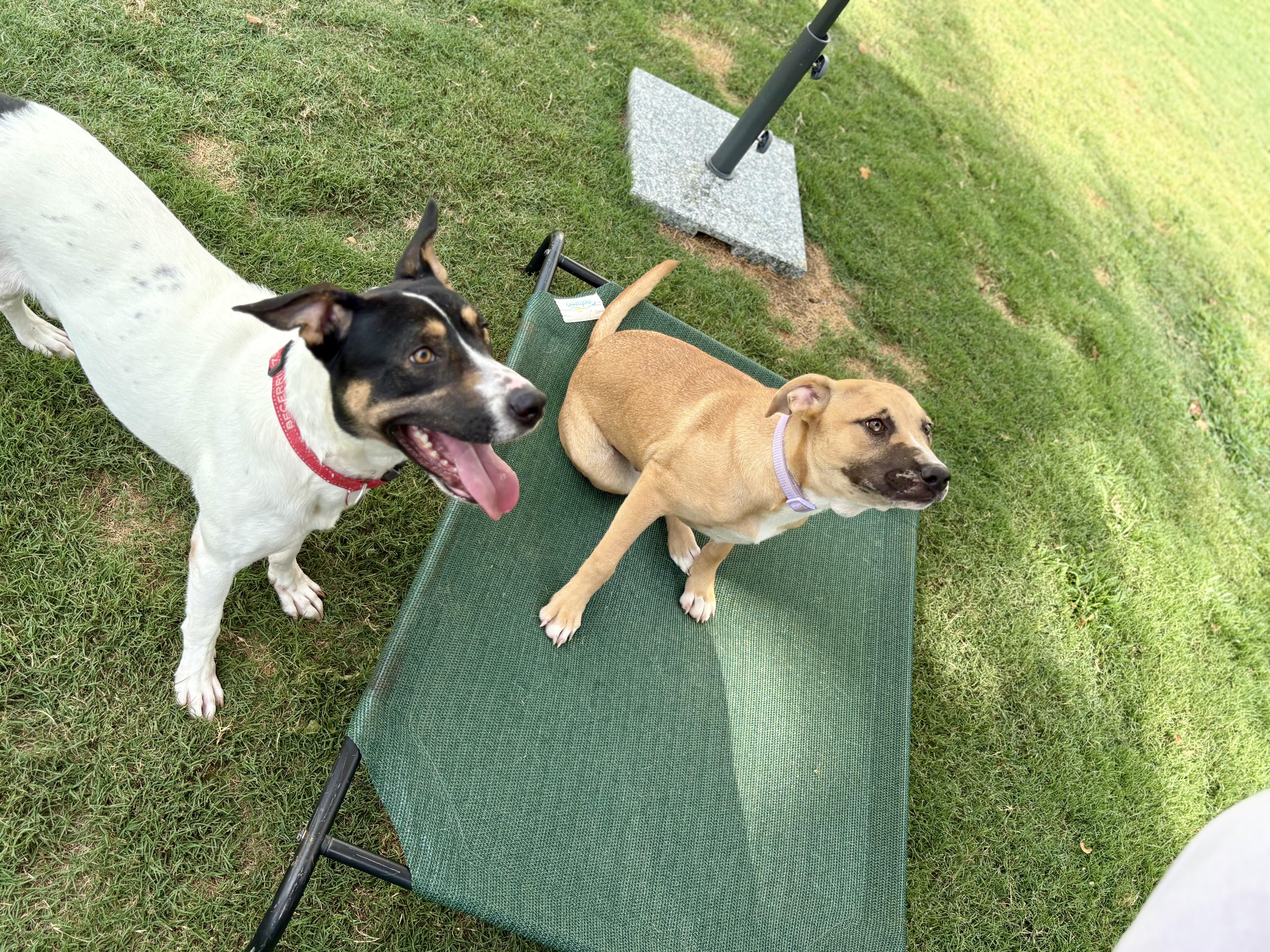 Dewey, a Adoptable mixed breed in Auburn, GA image 2/6