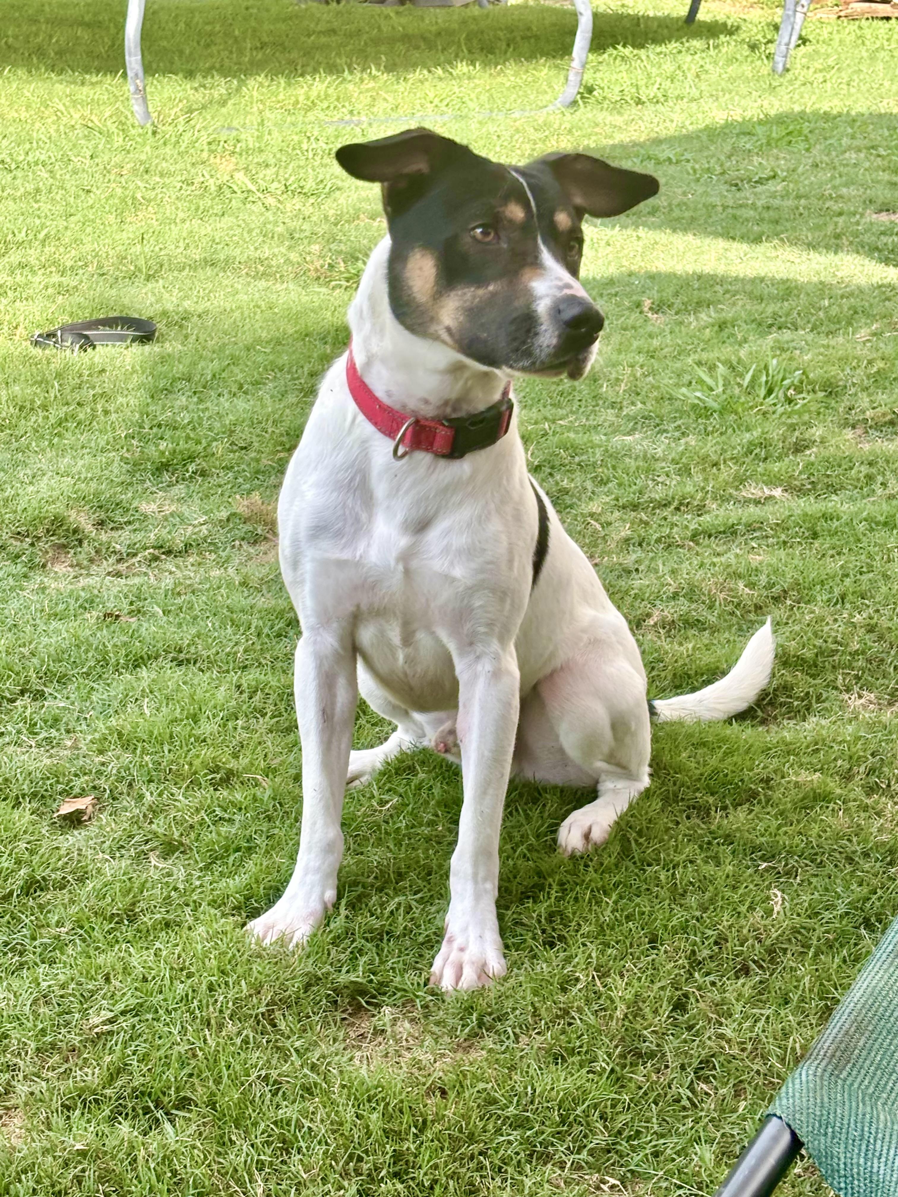 Dewey, a Adoptable mixed breed in Auburn, GA image 3/6