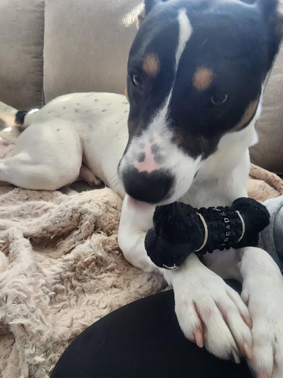 Dewey, Adoptable, Adult Male Terrier & Rat Terrier.
