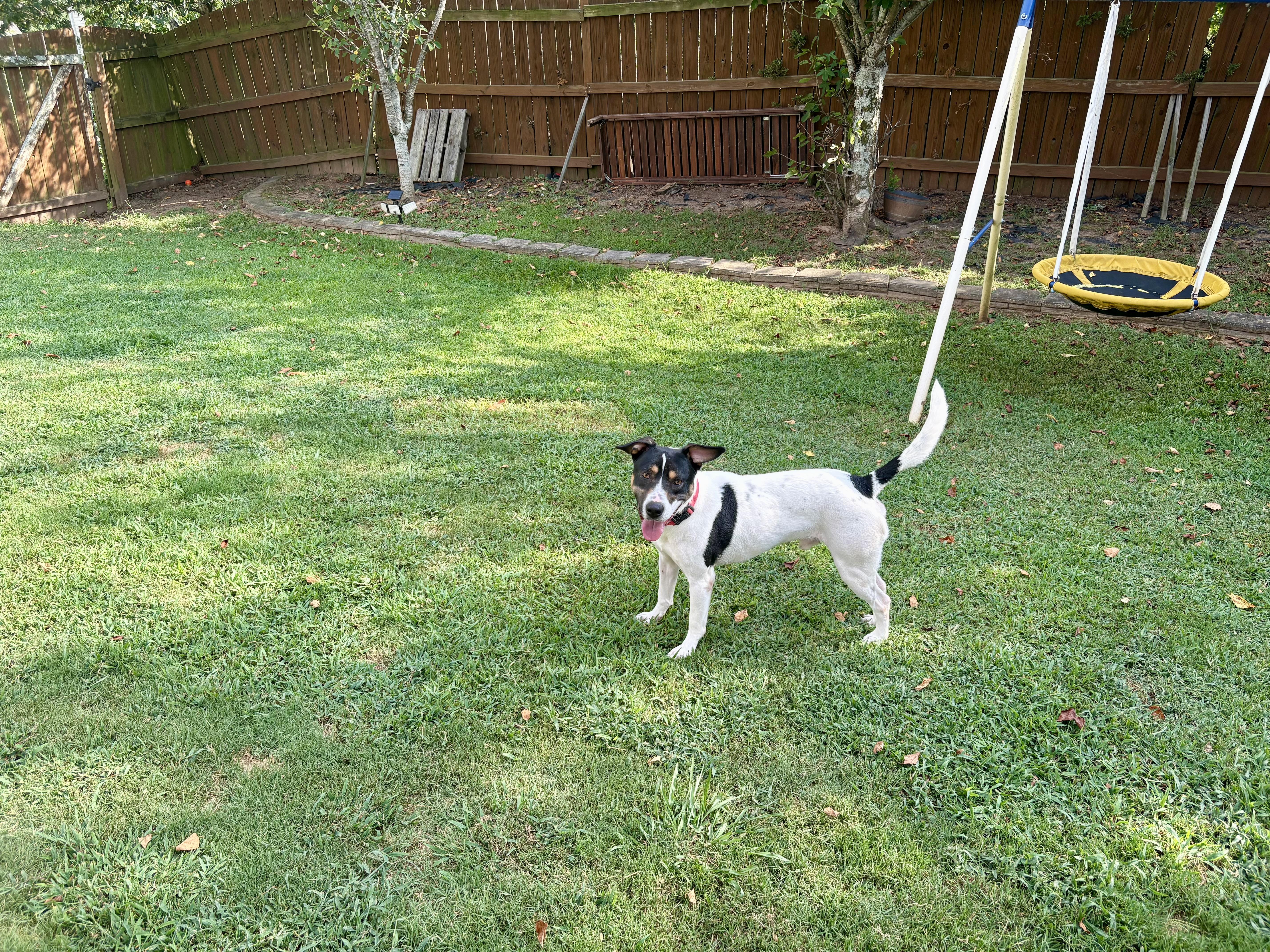 Dewey, a Adoptable mixed breed in Auburn, GA image 6/6