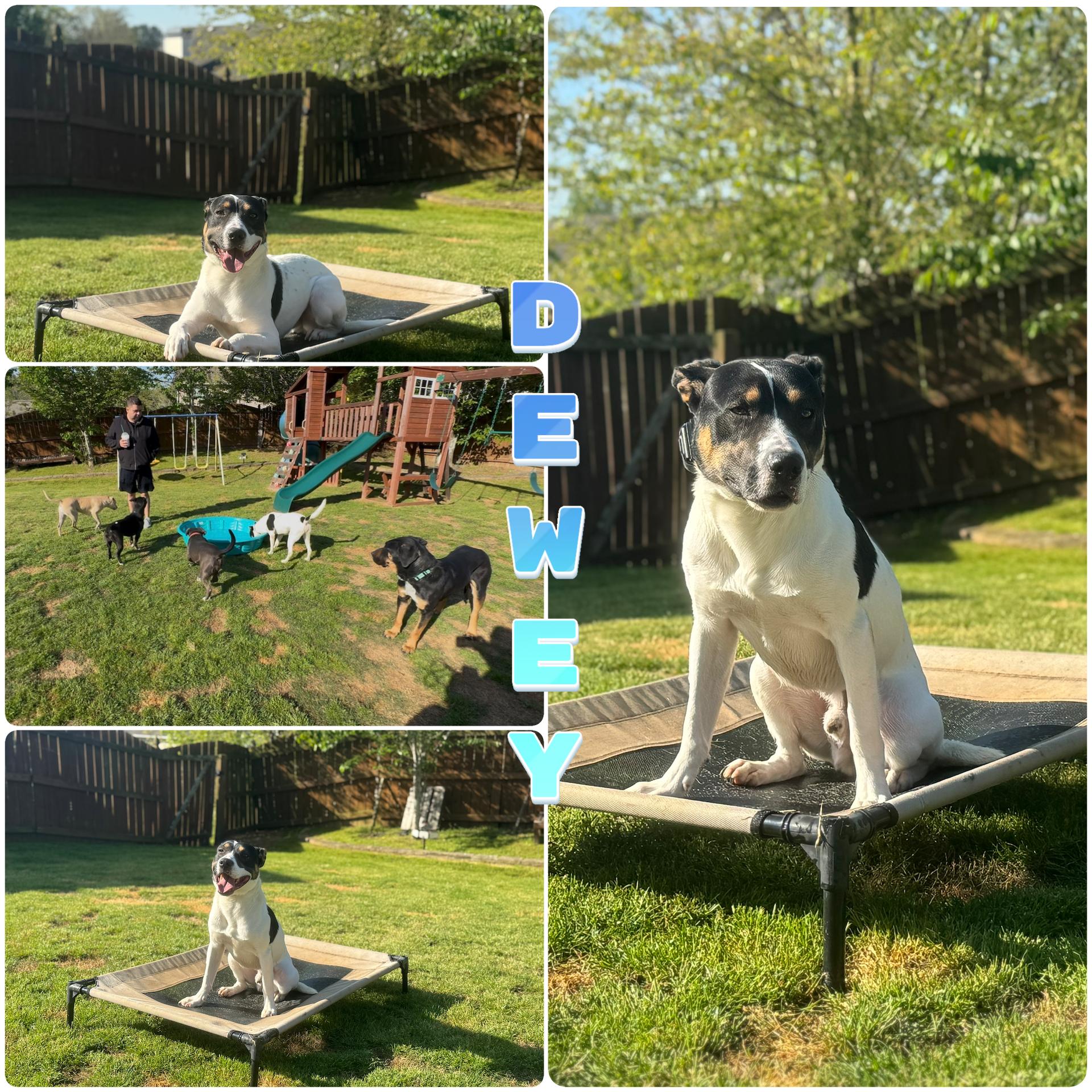 Dewey, a Adoptable mixed breed in Auburn, GA image 4/6