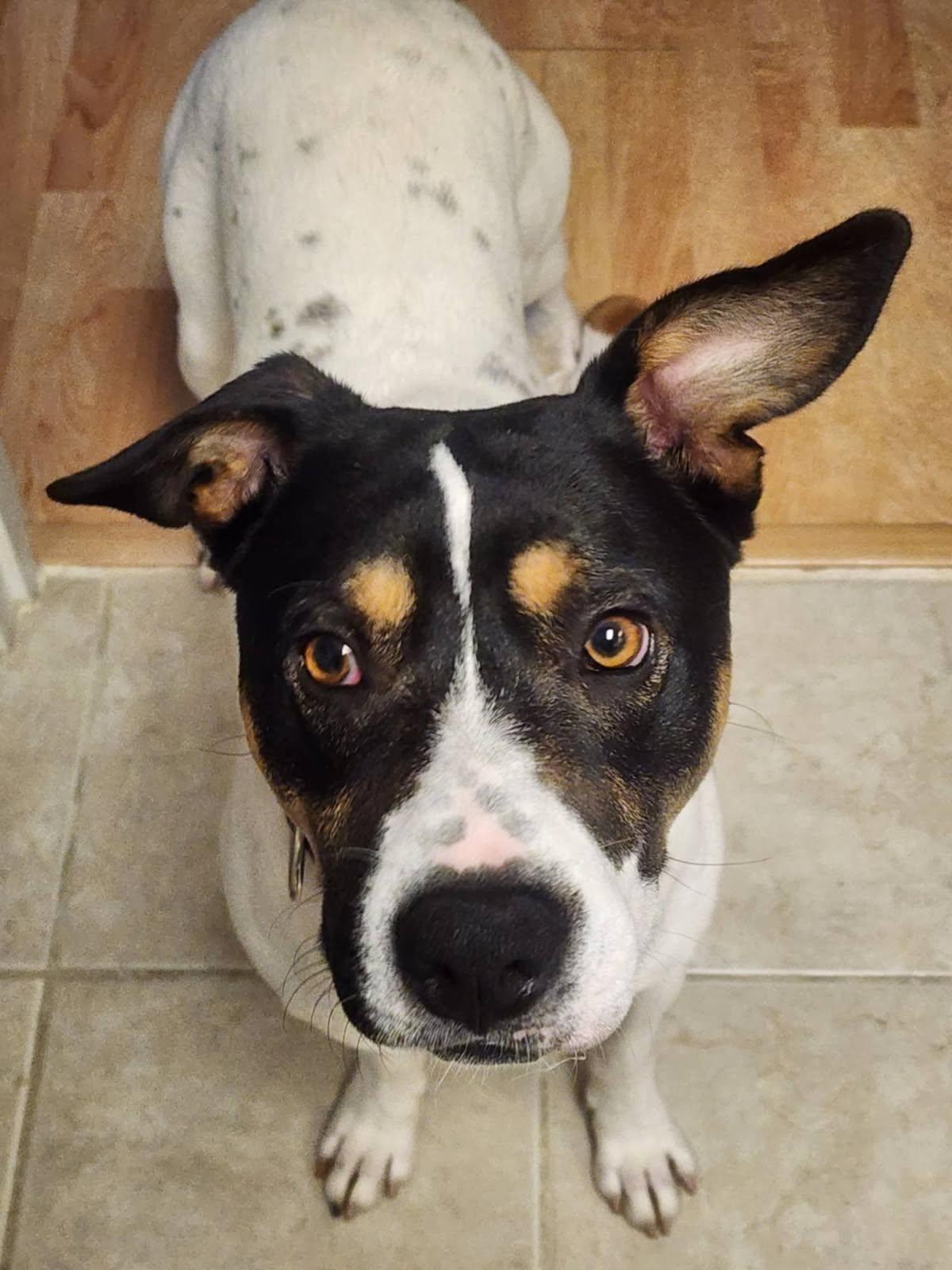 Enlarge Dewey, a Adoptable mixed breed in Auburn, GA image 1/5