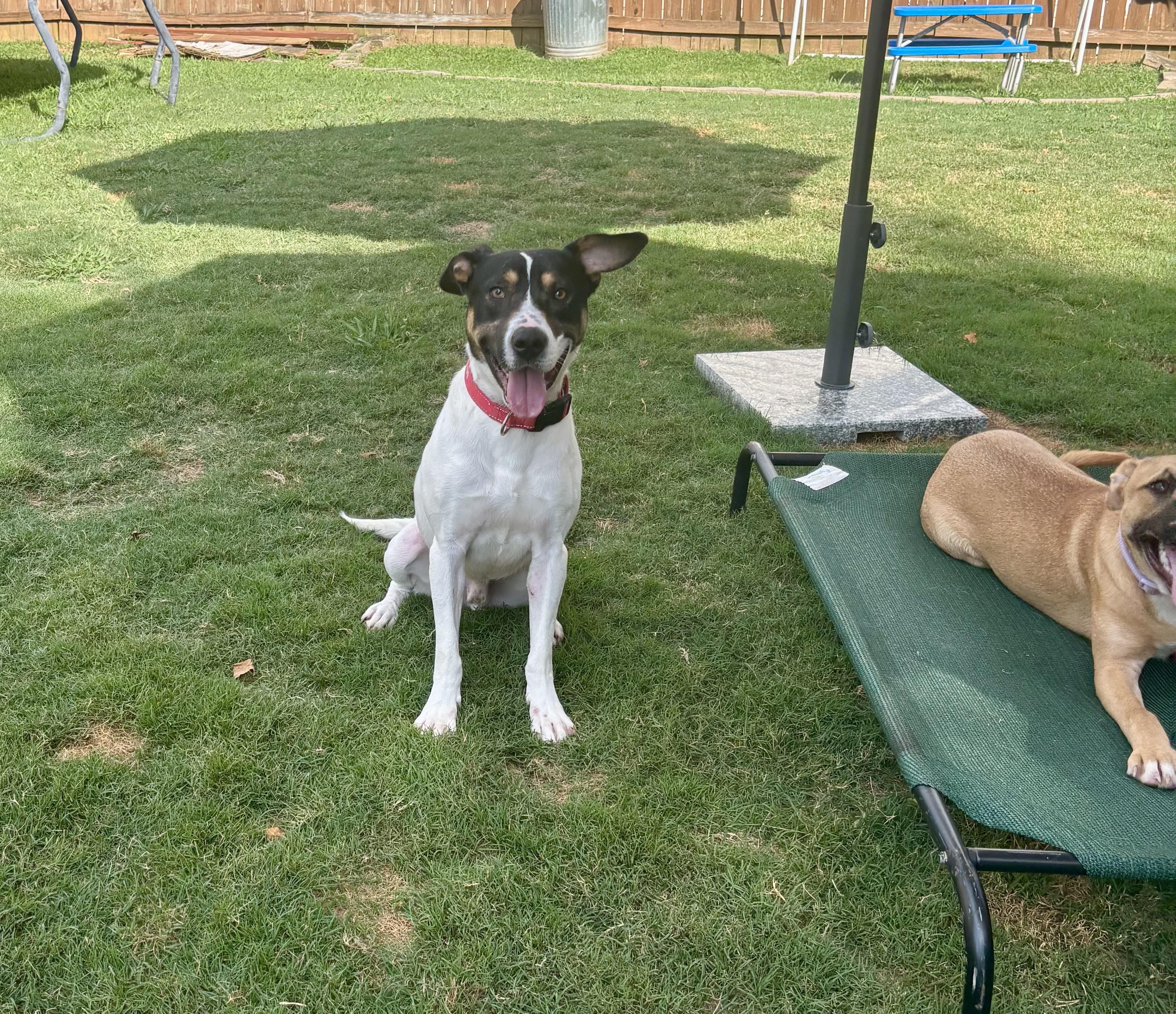 Dewey, Adoptable, Adult Male Terrier & Rat Terrier.