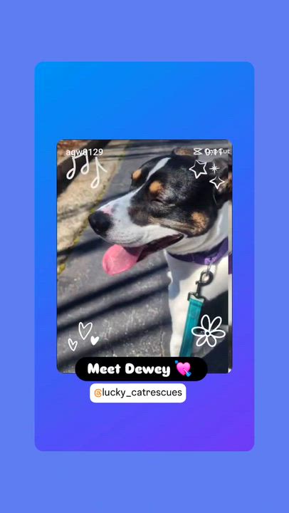 Enlarge Dewey, a Adoptable mixed breed in Auburn, GA video 6/6