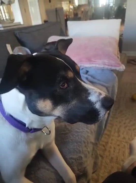 Enlarge Dewey, a Adoptable mixed breed in Auburn, GA video 4/5
