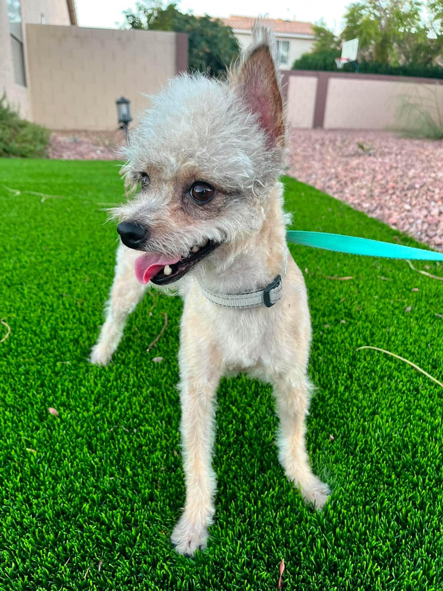 Cindi, a ADOPTABLE Yorkie Poo in Las Vegas, NV image 2/3