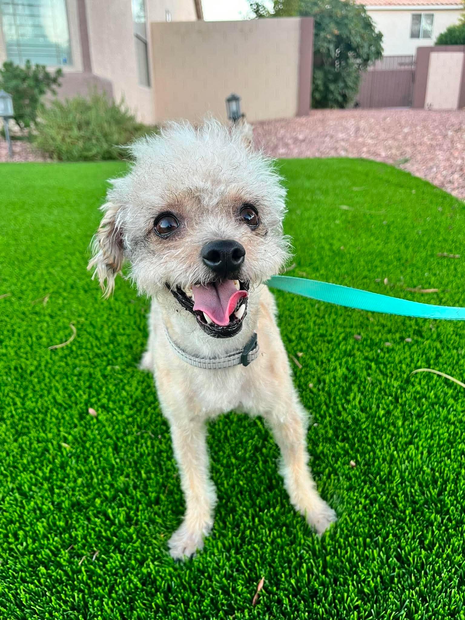 Cindi, a ADOPTABLE Yorkie Poo in Las Vegas, NV image 1/3