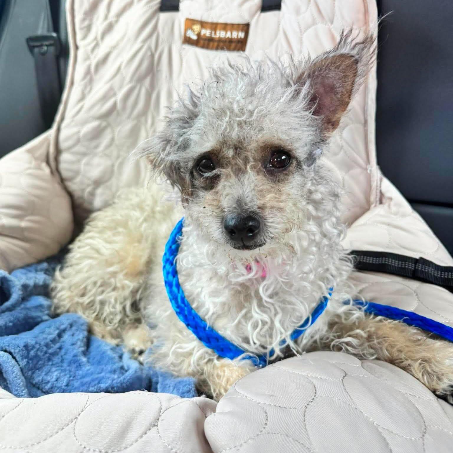 Cindi, a ADOPTABLE Yorkie Poo in Las Vegas, NV image 3/3
