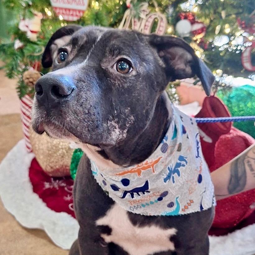 3910 CHONG, Adoptable, Young Male Pit Bull Terrier.