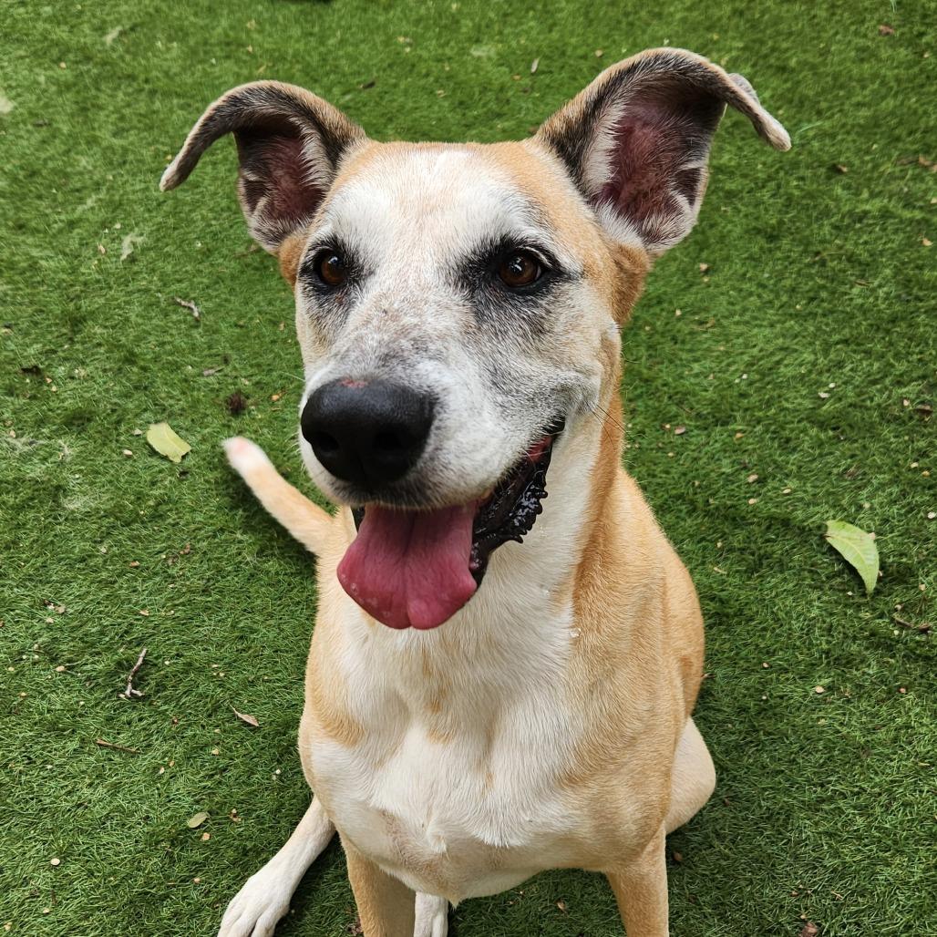 Dandy Jum thumbnail 5