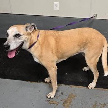 Dandy Jum thumbnail 6