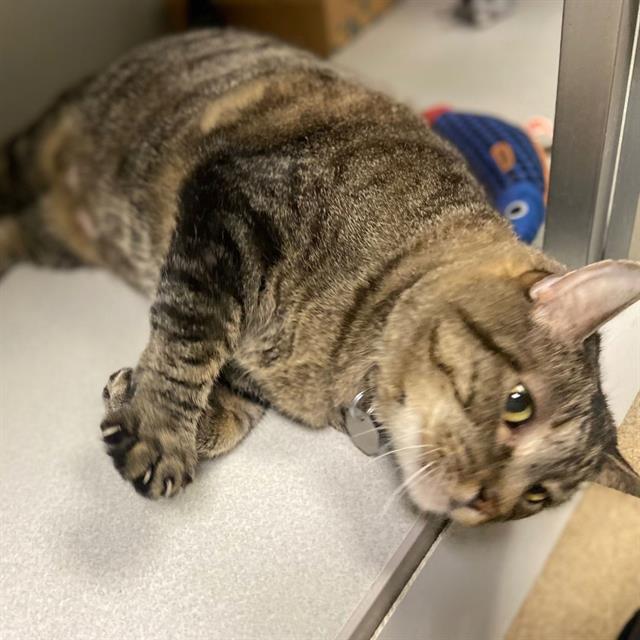 Enlarge STAN, a Adoptable Domestic Short Hair in Aurora, CO image 1/1
