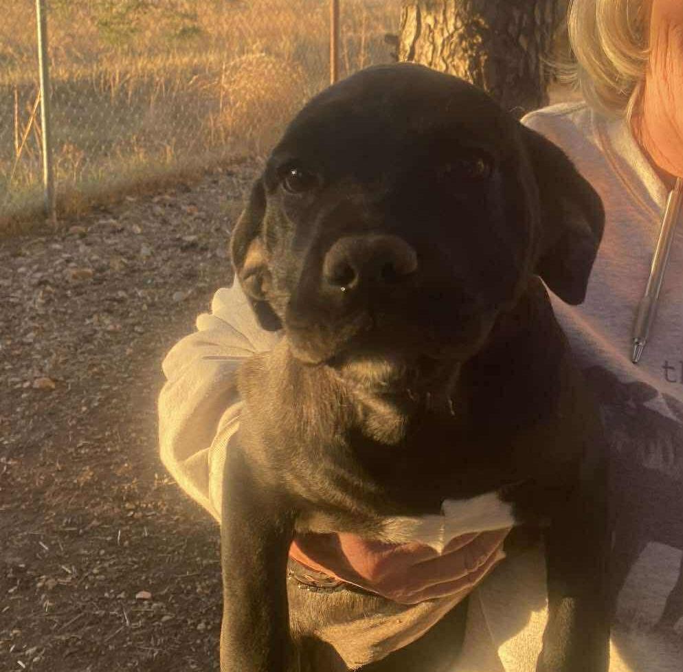 Venus, ADOPTABLE, Puppy Female Border Collie.