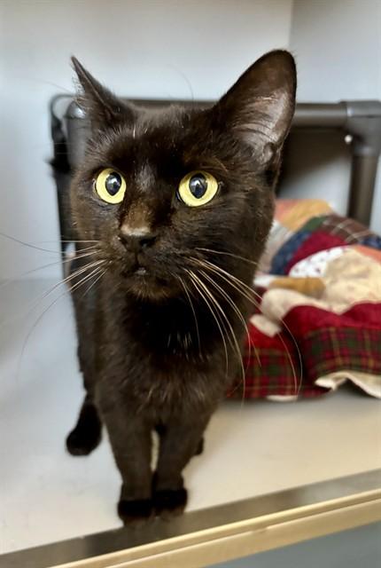 CANOLI, Adoptable, Adult Female Domestic Short Hair.