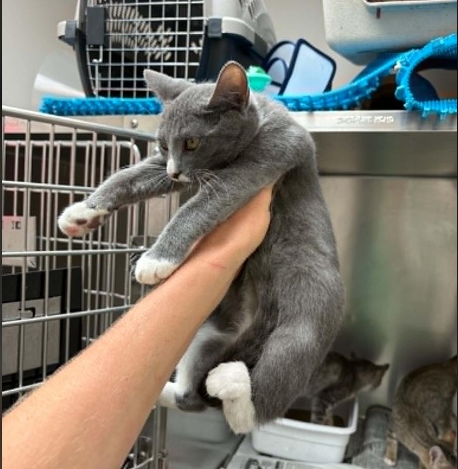 Enlarge Hippo, a Adoptable American Shorthair in Plymouth, MN image 2/3