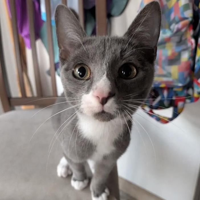 Enlarge Hippo, a Adoptable American Shorthair in Plymouth, MN image 1/3