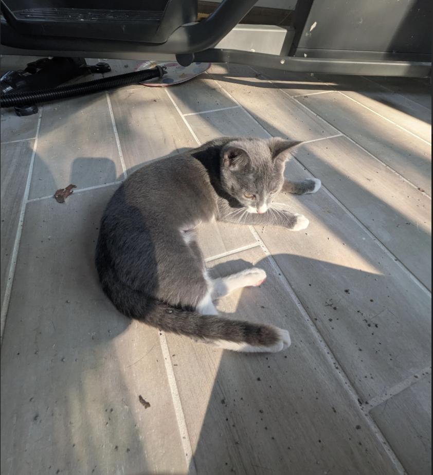 Enlarge Hippo, a Adoptable American Shorthair in Plymouth, MN image 3/3