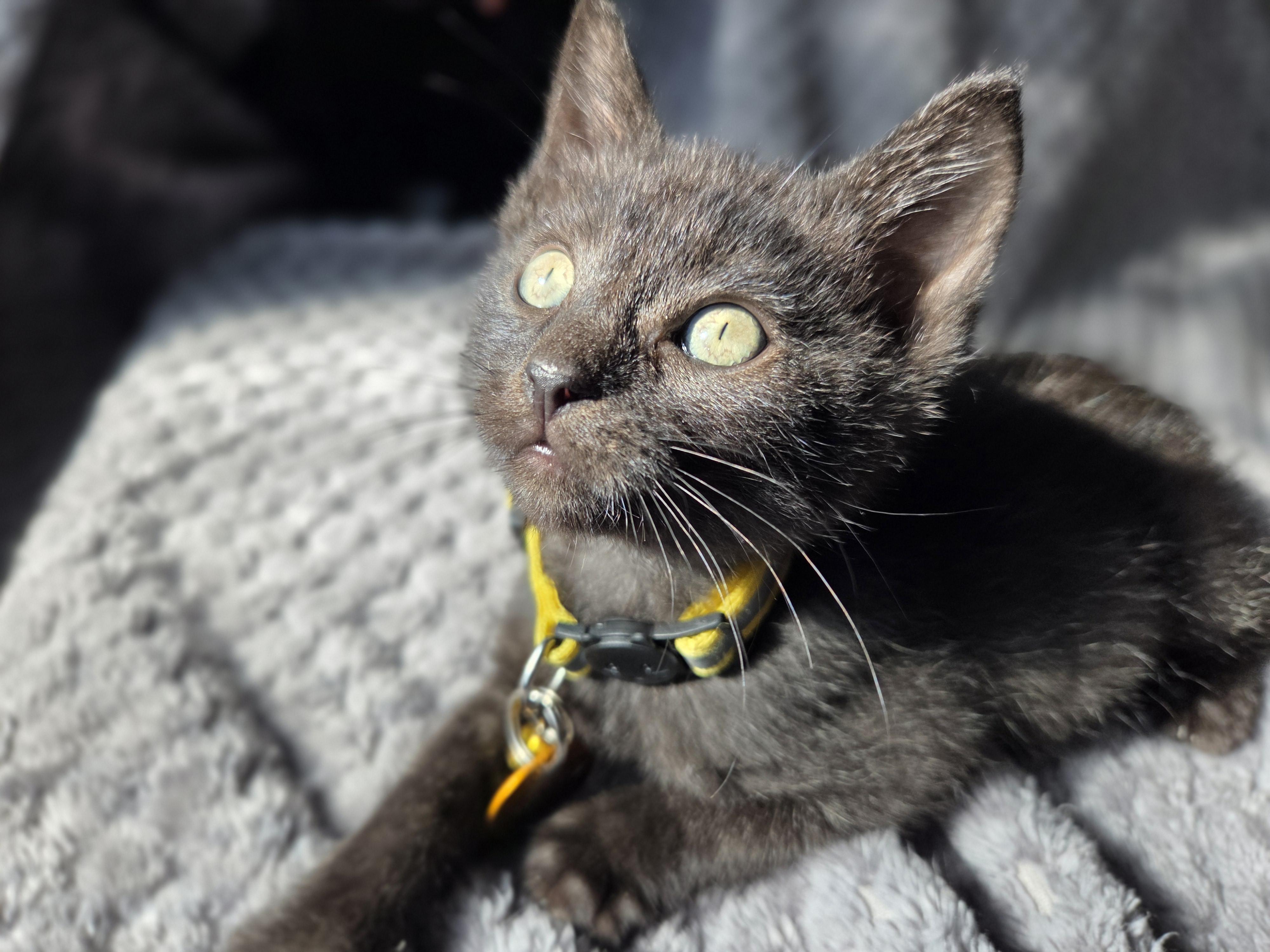 Chester, an adoptable Domestic Short Hair in Pasco, WA, 99301 | Photo Image 3