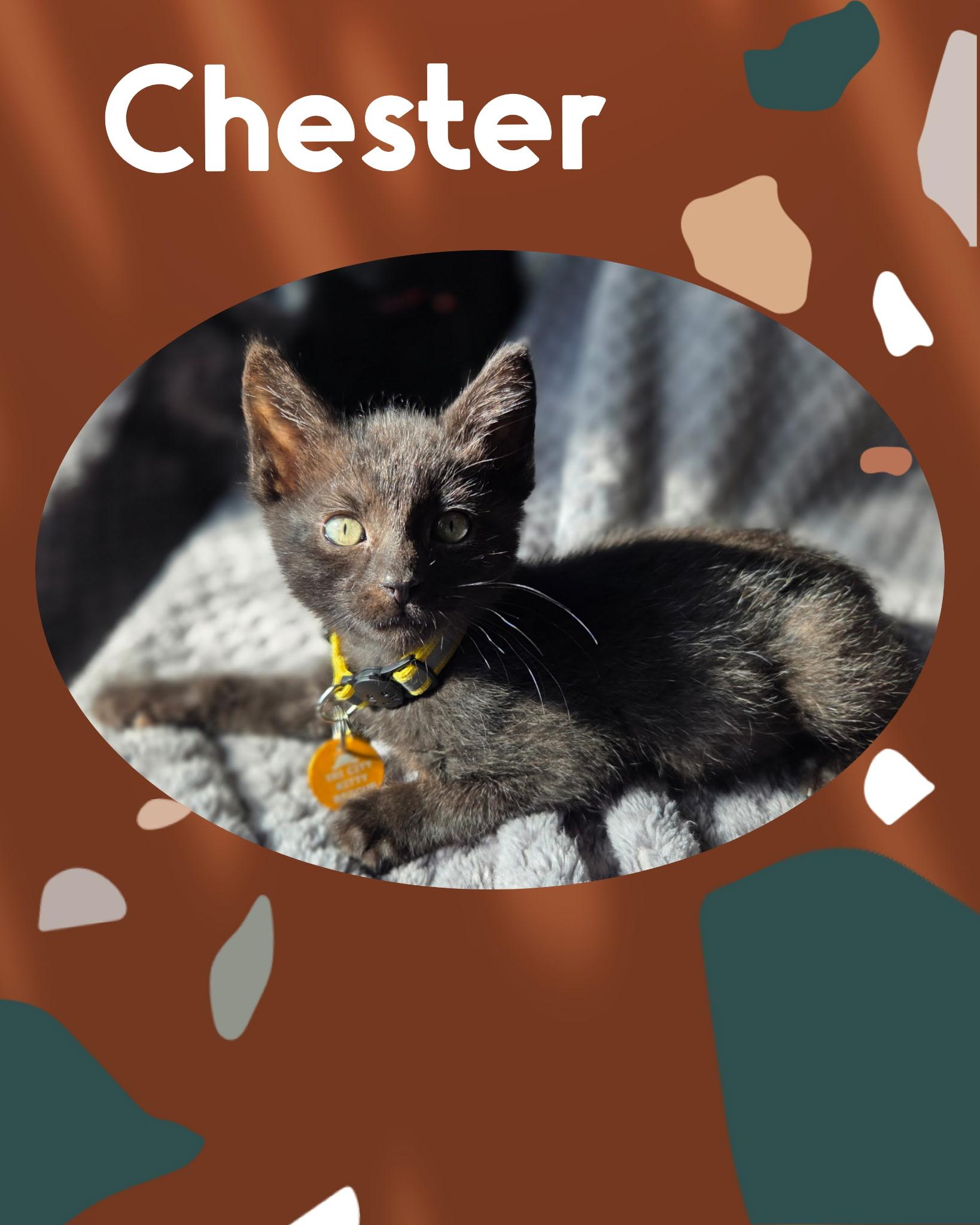 Chester, an adoptable Domestic Short Hair in Pasco, WA, 99301 | Photo Image 2