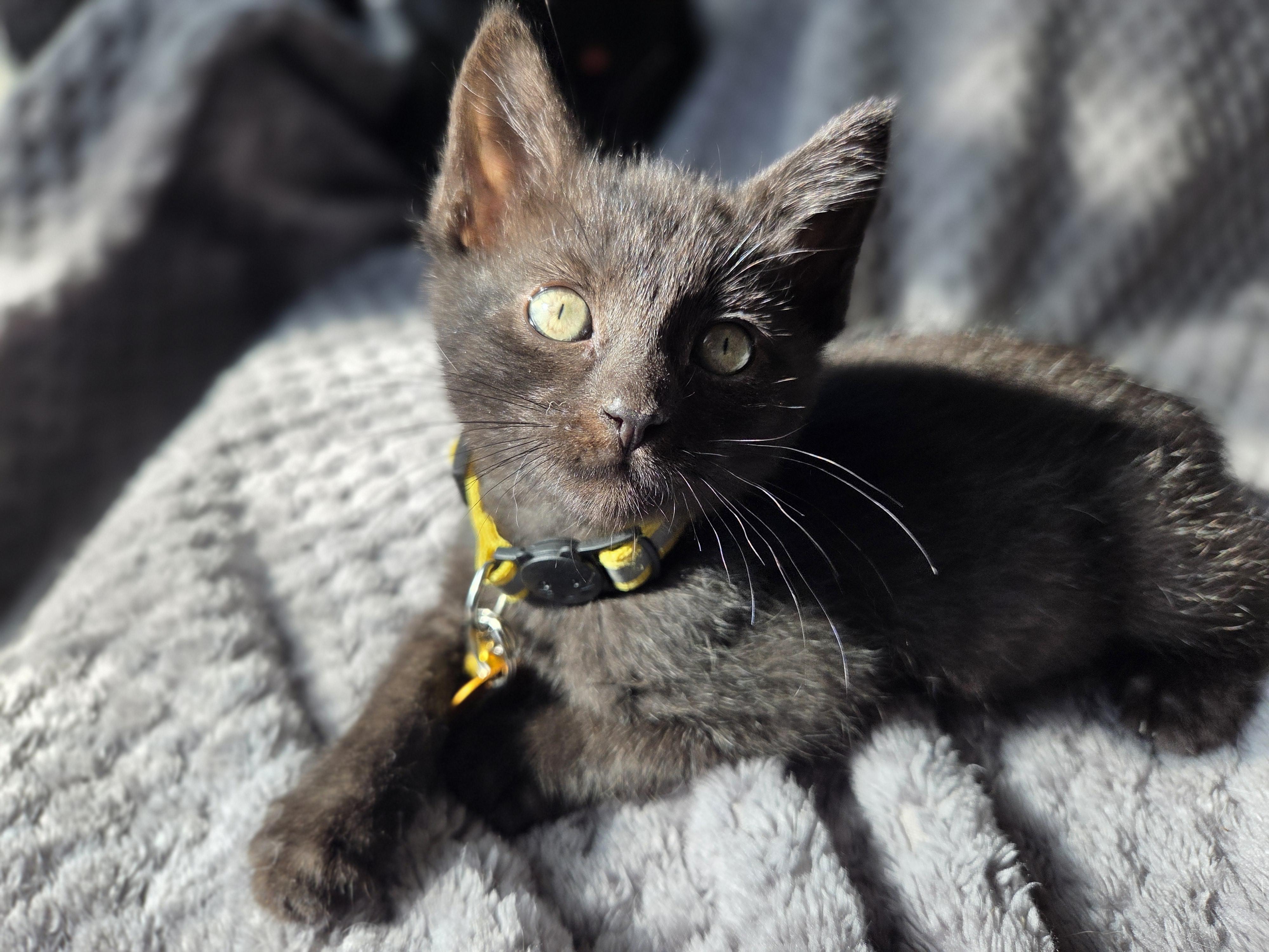 Chester, an adoptable Domestic Short Hair in Pasco, WA, 99301 | Photo Image 5