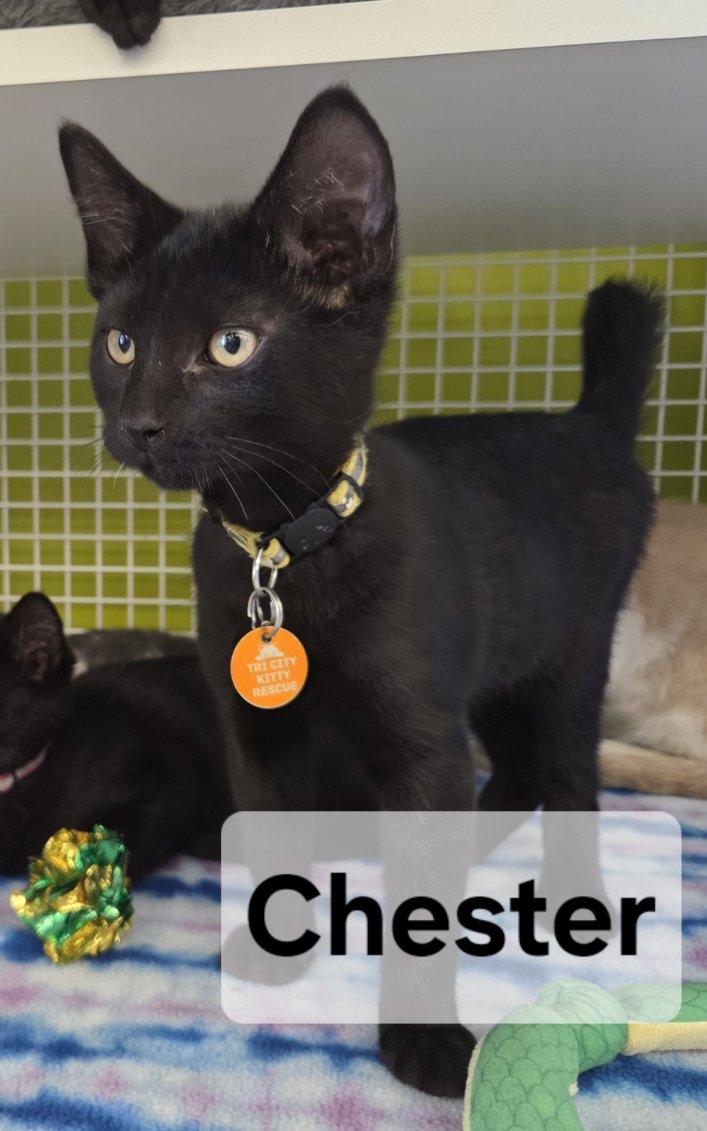 Chester, an adoptable Domestic Short Hair in Pasco, WA, 99301 | Photo Image 1