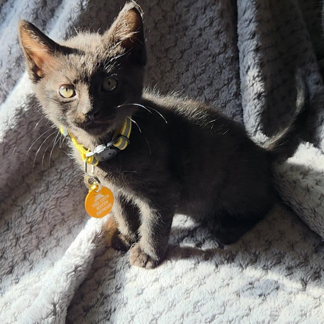 Chester, an adoptable Domestic Short Hair in Pasco, WA, 99301 | Photo Image 4