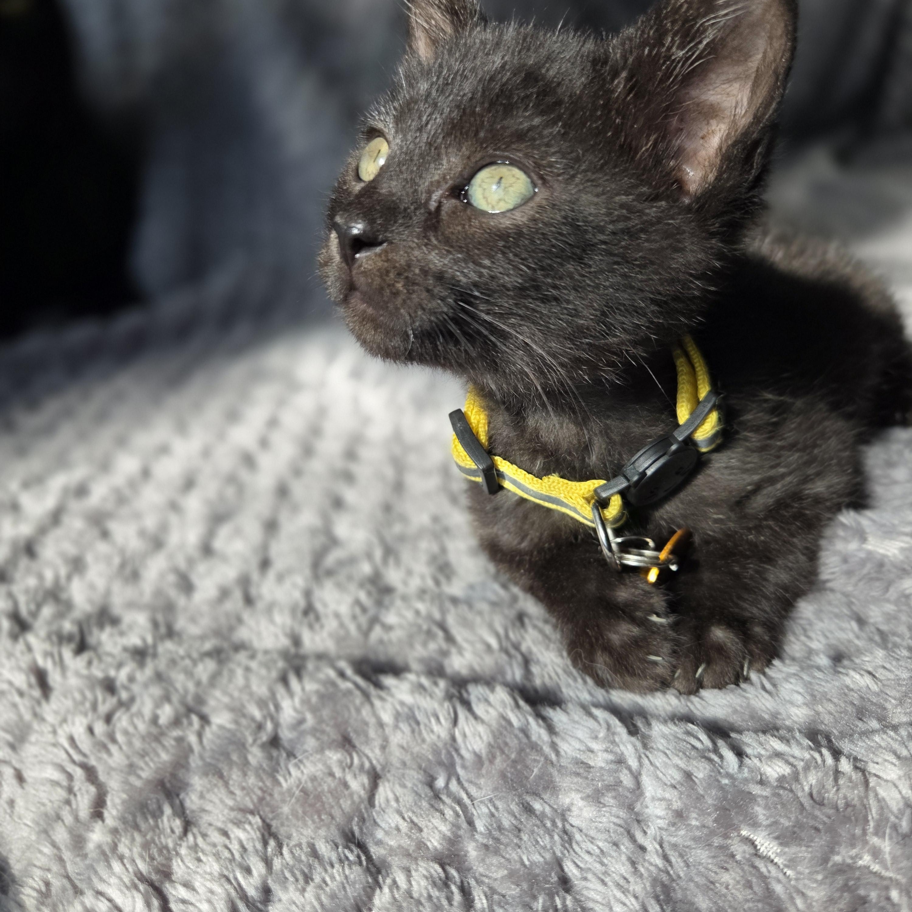 Chester, an adoptable Domestic Short Hair in Pasco, WA, 99301 | Photo Image 6