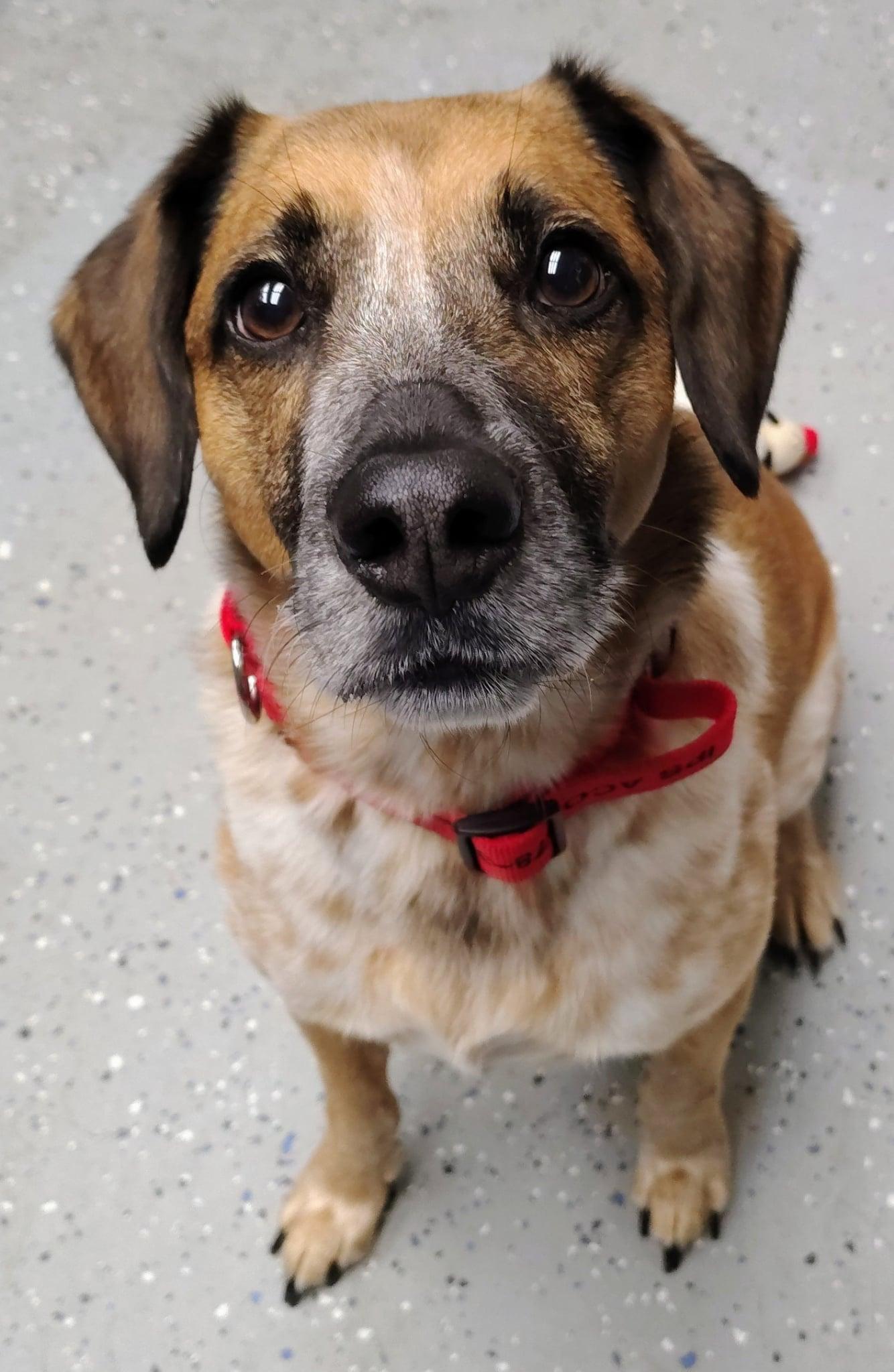 Andy, adopted, Adult Male Hound.