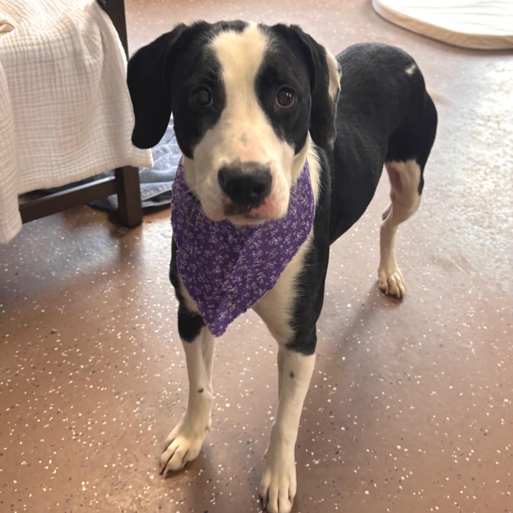 Enlarge Athena, a Adoptable mixed breed in Belleville, IL image 1/6