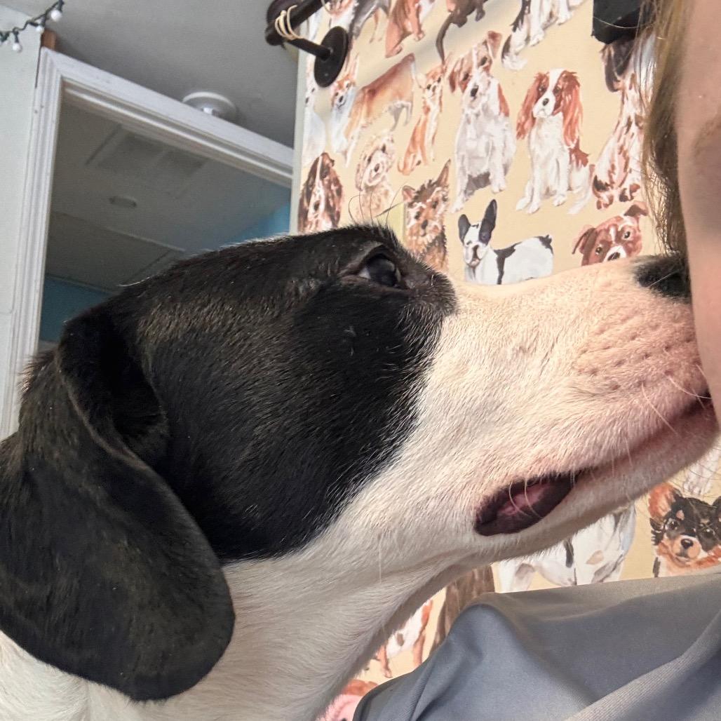 Enlarge Athena, a Adoptable mixed breed in Belleville, IL image 2/6