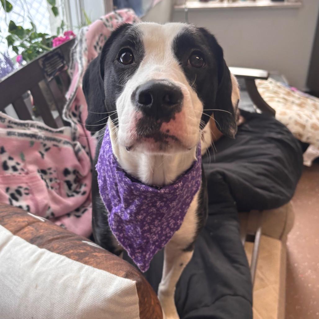 Enlarge Athena, a Adoptable mixed breed in Belleville, IL image 3/6