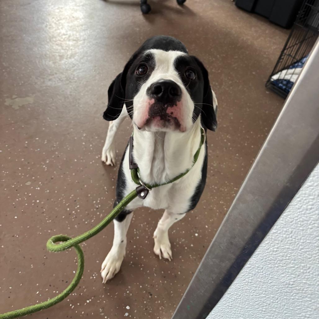 Enlarge Athena, a Adoptable mixed breed in Belleville, IL image 4/6