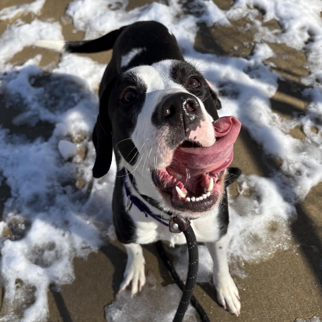 Enlarge Athena, a Adoptable mixed breed in Belleville, IL image 5/6