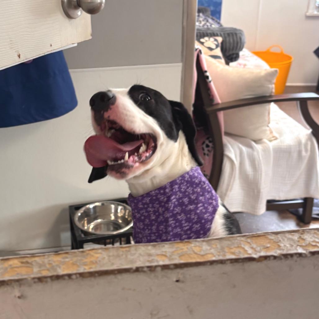 Enlarge Athena, a Adoptable mixed breed in Belleville, IL image 6/6