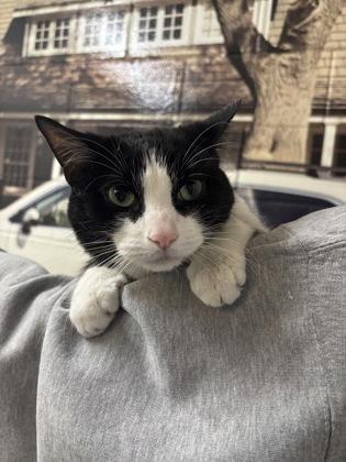 Socks *BONDED W BOOGIE*, ADOPTABLE, Adult Male Domestic Short Hair.