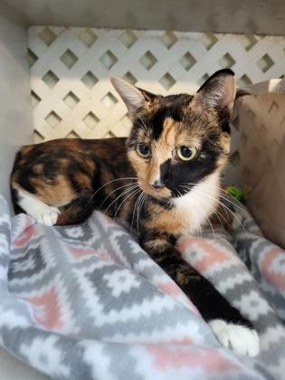 Enlarge Edna, a Adoptable Domestic Short Hair in Covington, LA image 1/1