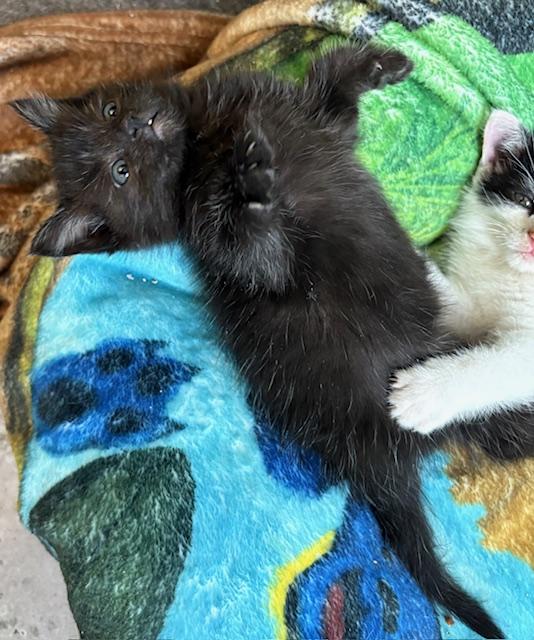 Zelda, a Adopted American Shorthair in Hull, MA image 1/5