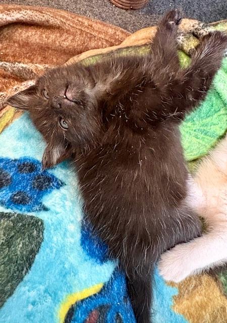 Zelda, a Adopted American Shorthair in Hull, MA image 3/5