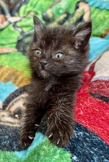 Zelda, a Adopted American Shorthair in Hull, MA image 4/5