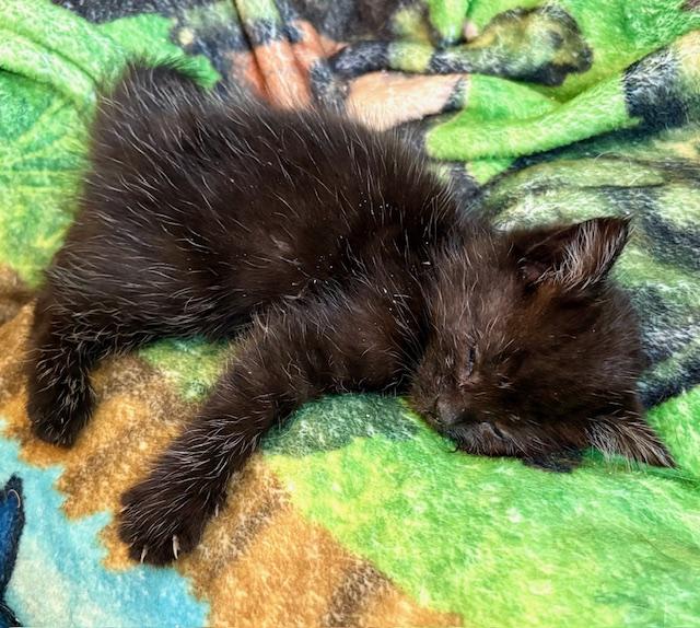 Zelda, a Adopted American Shorthair in Hull, MA image 5/5