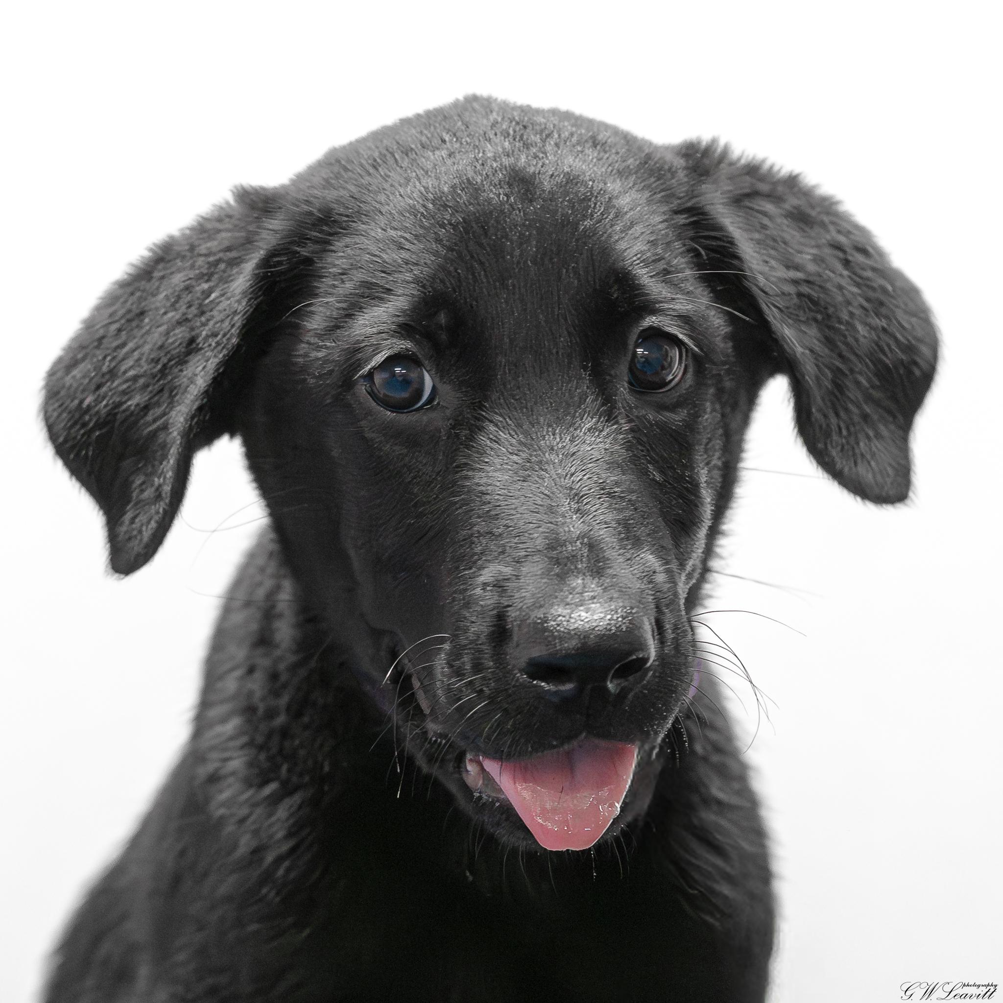 Nola, adopted, Puppy Female Labrador Retriever.